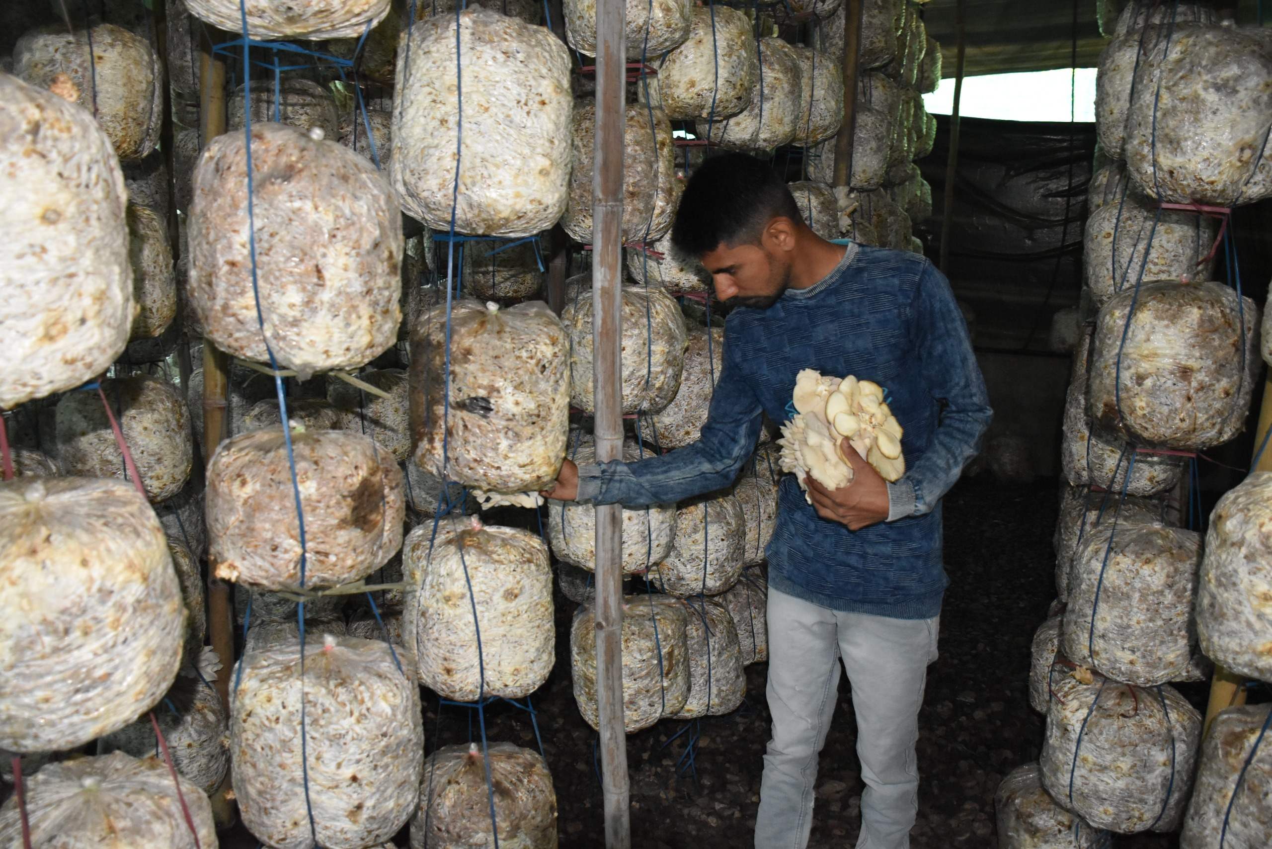 મશરૂમની ખેતી બની મિશાલરૂપ: